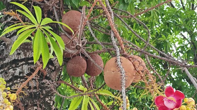 Cannonball tree. Shorea robusta flower tree with brown fruits.