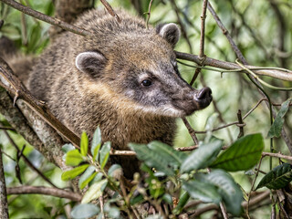 Brazil. South American Coati, Nasua nasua, foraging in tree branches
