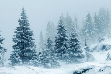 Blizzard Whiteout. Winter White Out Blizzard in National Forest of Washington