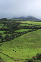 Cattle grazing in green fields of farmland pastures on hillside underneath cloudy skies in County Sligo, Ireland