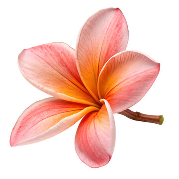 Orange butea monosperma palash flower isolated on a transparent background png