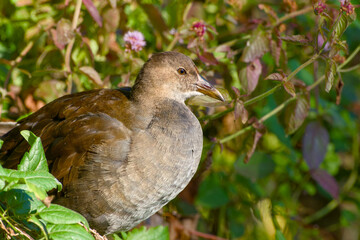 Close-up of a young common moorhen (Gallinula chloropus) in the morning sunlight