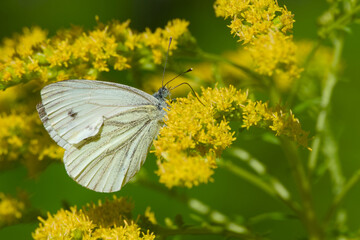 Close-up of a white butterfly resting on a goldenrods blossom