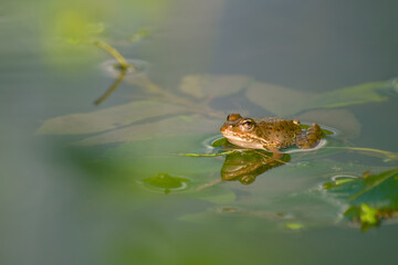 Close-up view of edible frog perched on a green leaf on water