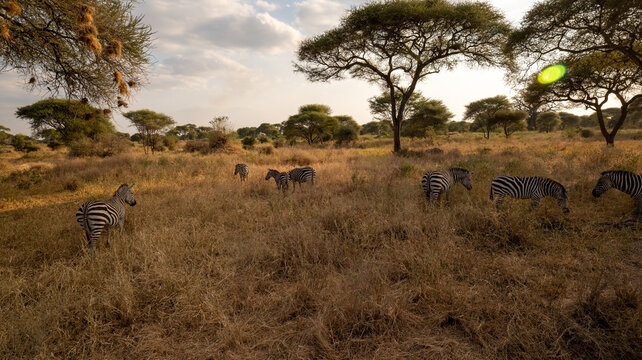 Zebre al calar del sole