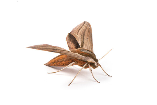 theretra clotho clotho(Theretra oldenlandiae) isolated on white background.