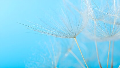 Close-up of dandelion seeds with water droplets