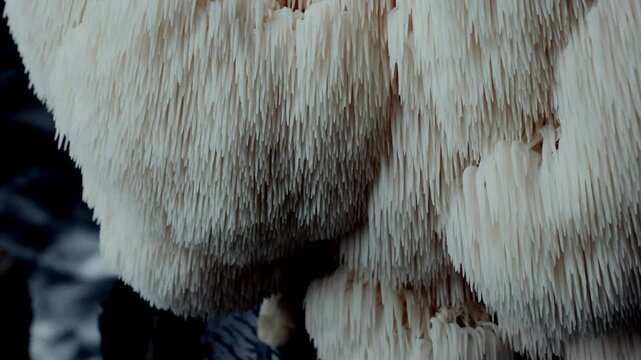 Close-up macro shot of Lion&rsquo;s Mane mushroom as the camera moves left to right. Detailed spines and organic layers display textured fungi surface, rare growth patterns, and natural organism detail.
