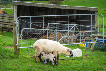 A tender farm moment with a ewe and her newborn lamb in front of a rustic shed, symbolizing new...