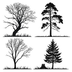 Obraz premium Bare trees pine trees grass stump silhouettes tree silhouette evergreen