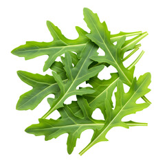 Vibrant Arugula: Fresh Greens for Salads & Recipes