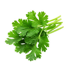Fresh cilantro leaves bunch for cooking
