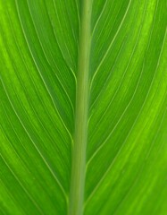 Close-up of vibrant green leaf veins (1)