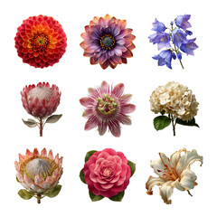 A vibrant collection of various colorful flowers showcasing nature's beauty. Flower isolated on white background, Transparent Background