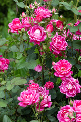 Beautiful pink double knockout flowers blooming in the garden.