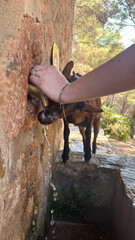 Young goat drinking fresh water from rustic stone fountain with human hand helping at tap,...