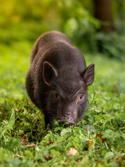A black pig stands and looks among the grass.
