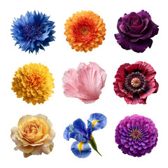 A vibrant collection of colorful flowers showcasing variety and beauty. Flower isolated on white background, Transparent Background