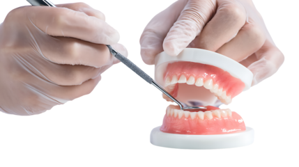 Dental Technician Handling Denture Model with Tools in Hands on Transparent Background