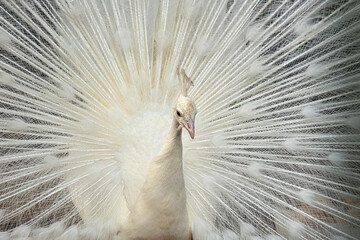 White Peacock. Close-up of a colorful peacock spreading its wings and ornate feathers.