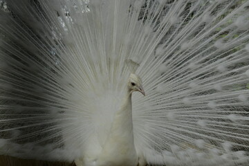 White Peacock. Close-up of a colorful peacock spreading its wings and ornate feathers.
