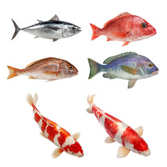A vibrant display of assorted fish, showcasing diverse colors and shapes. Fish isolated on white background, Transparent Background