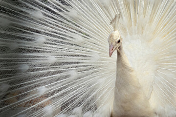 White Peacock. Close-up of a colorful peacock spreading its wings and ornate feathers.