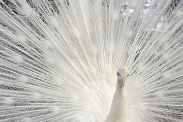 White Peacock. Close-up of a colorful peacock spreading its wings and ornate feathers.