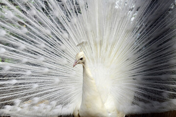 White Peacock. Close-up of a colorful peacock spreading its wings and ornate feathers.