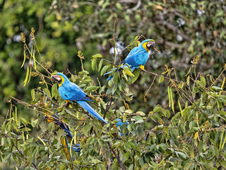 Brazil. Pantanal, group of Blue-and-Yellow Macaw, Ara ararauna, sitting high on a palm tree and looking around