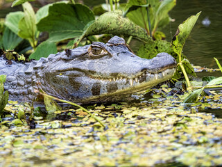 Brazil. Pantanal, Portrait of an adult Yacare caiman, Caiman yacare.