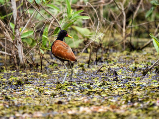 Brazil. Pantanal, Wattled jacana, Jacana jacana, foraging in wetlands