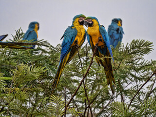 Brazil. Pantanal, group of Blue-and-Yellow Macaw, Ara ararauna, sitting high on a palm tree and looking around