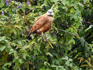 razil. Pantanal, Black-collared hawk, Busarellus nigricollis, sitting high in the branches and looking for food