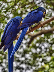 Brazil. Pantanal, a pair of Hyacinth Macaw, Anodorhynchus hyacinthinus, sitting in branches and looking around.