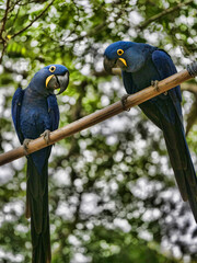 Brazil. Pantanal, a pair of Hyacinth Macaw, Anodorhynchus hyacinthinus, sitting in branches and looking around.