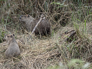 Brazil. Pantanal, group of capybaras, Hydrochoerus hydrochaeris, near the river