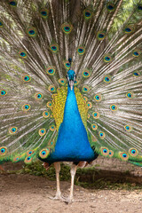 Peacock. Close-up of a colorful peacock spreading its wings and ornate feathers.