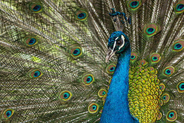 Peacock. Close-up of a colorful peacock spreading its wings and ornate feathers.
