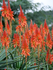 A bush of blooming orange red flowers of the Aloe Fire-chief plant.