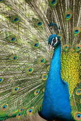 Peacock. Close-up of a colorful peacock spreading its wings and ornate feathers.
