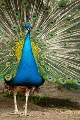Peacock. Close-up of a colorful peacock spreading its wings and ornate feathers.