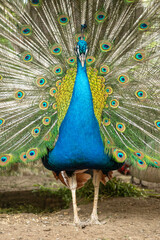 Peacock. Close-up of a colorful peacock spreading its wings and ornate feathers.