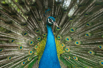 Peacock. Close-up of a colorful peacock spreading its wings and ornate feathers.