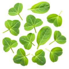 Vibrant Green Leaves: Nature's Freshness - Perfect for Culinary & Botanical Designs