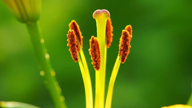 Close up of Yellow Lily Pistil and Stamens Showing Pollen Against Green Bokeh Background