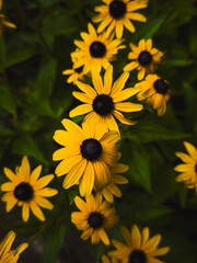 Black-eyed Susan flowers (Rudbeckia hirta) cluster in summer garden,