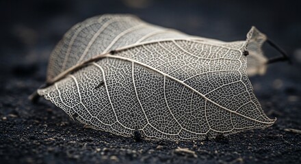 Skeletal Leaf Veins Macro