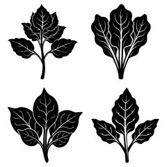 Obraz premium Four black and white botanical illustrations of various leaf shapes and plant structures in vector art