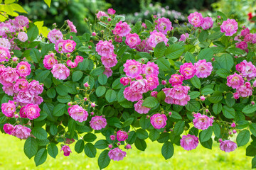 Beautiful pink landscaping roses in rose garden.